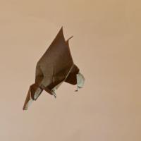 
<span>aquila in volo</span>

