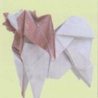 
<span>Papillon dog</span>
