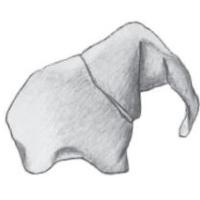 
<span>ELEPHANT</span>

