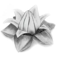 
<span>Lotus</span>
