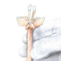 
<span>Giraffe</span>
