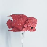
<span>Flowerhorn fish</span>
