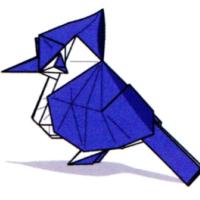 
<span>Cyanocitta Crista bird</span>
