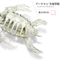 
<span>Archelon Skeleton</span>
