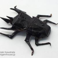 
<span>Caucasus Giant Beetle</span>
