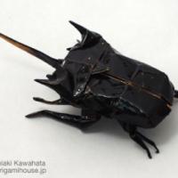 
<span>Eupatorus Horned Beetle</span>
