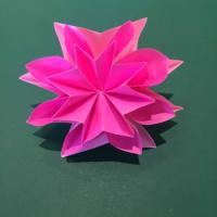 
<span>Carnation</span>
