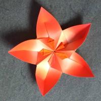 
<span>Frangipani Elsje</span>
