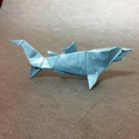 
<span>Blue Shark</span>
