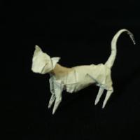 
<span>Cat (CP)</span>
