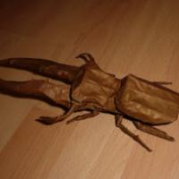 
<span>Cyclommatus metalifer 2.0</span>
