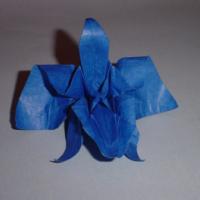 
<span>Cattleya Orchid</span>
