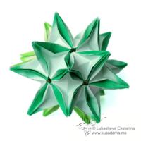 
<span>Trifolium</span>
