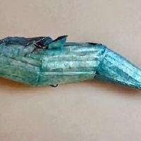 Blue Whale