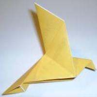Peace dove