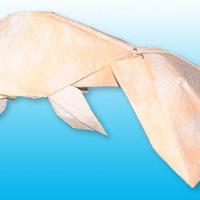 Bubble Eye goldfish
