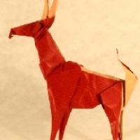 Antelope