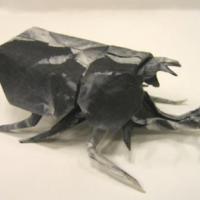 Samurai Helmet Beetle