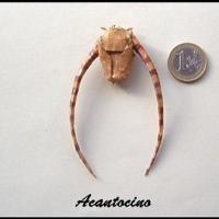 Acantocino