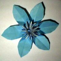 Clematis