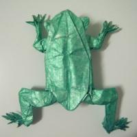 Tree Frog