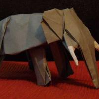 African Elephant