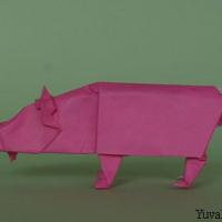 Boar