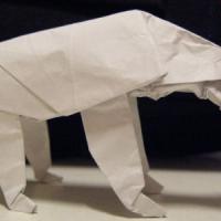 Oso Polar