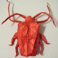 Arlequinde Cayena