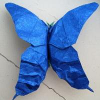 Mariposa
