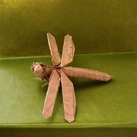 Dragonfly 1.1B (CP)