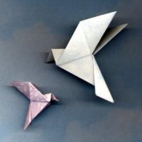 Peace dove