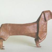 Dachshund
