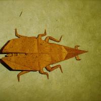 Weevil
