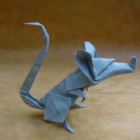 Rat