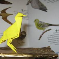 Canary