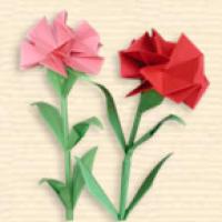 Carnation