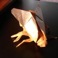 Fly