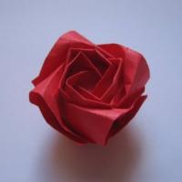 New Rose