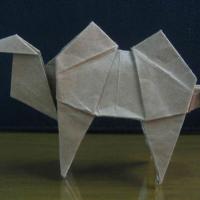 Camel