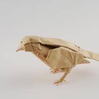 Little Bird
