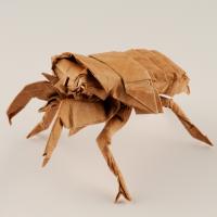 Cicada Nymph
