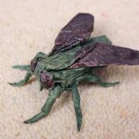 Fly