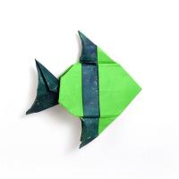 Banded Angelfish