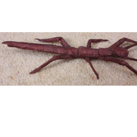 Stick Insect
