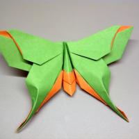 Mudarri Luna Moth