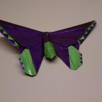birdwing butterfly