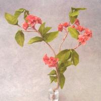 Cherry Blossom