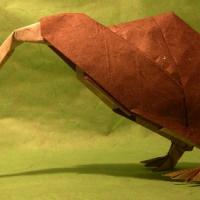 Kiwi