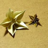 Carambola (video)